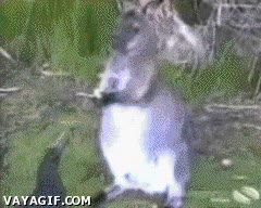 listillo,empanado,comida,canguro