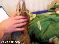 simpático,lemur,cosquillas,animal