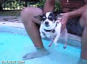 perro,nadar,fail,agua