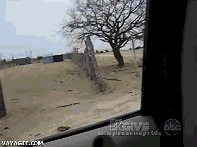 robo,ladrón,dromedario,camello