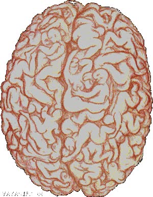 cerebro