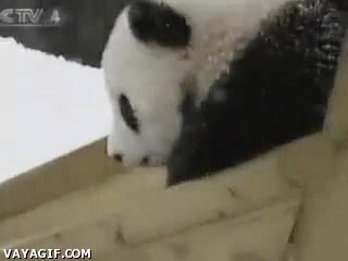 torrente,tobogán,tierno,oso panda,oso