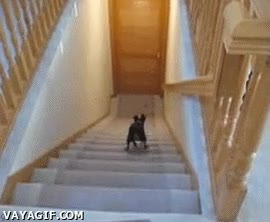 rápido,perro,escaleras