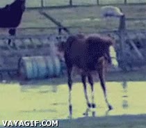 caballo,patinar,hielo