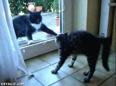 gatos,cristal,amenaza,desafío
