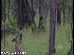 canguro,salto,voltereta,mortal