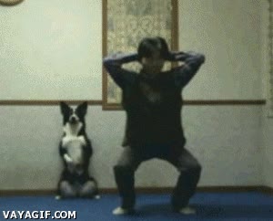 perro,gimnasia