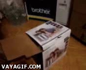 r&aacute;pido,mano,gato,caja