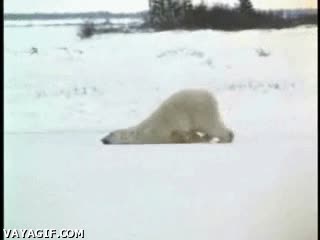 polar,oso,nieve