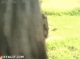 fail,cagada,caballo