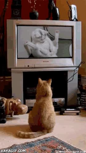 Gato,television,mirar