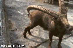 picar,gusto,cabra,aprender,animales