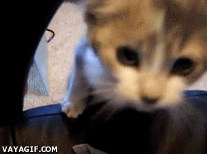 saltando,gatito