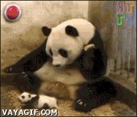 vomito,oso panda,fake