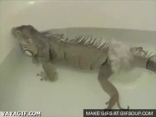 pedo,iguana,bañera