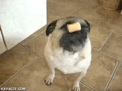 perro,hábil,galleta