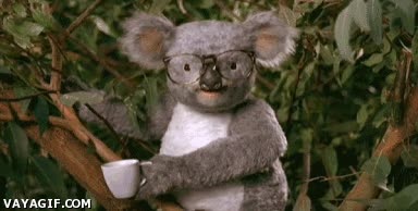 puñetazo,nerd,koala,gafas,café