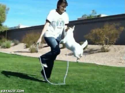 saltar,perro,cuerda