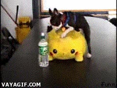 pikachu,perro,celo