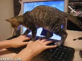 teclado,risas,gato,cachondeo,animales