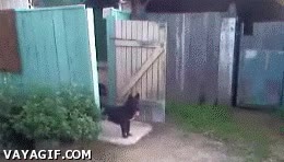 puerta,perro,majo,casa