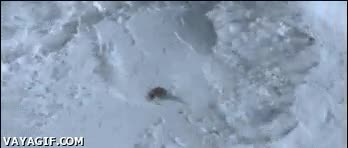 snowboard,nieve,avalancha