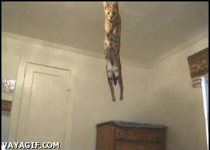 salto,gato,civeta