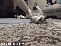 mopa,gato