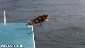 salvador,perro,fail
