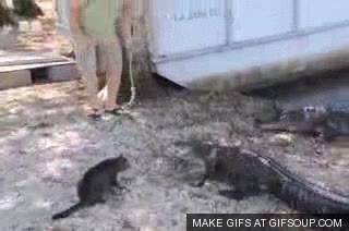 zas,gato,cocodrilo,arañar