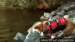 salvador,salto,perro,Corgi