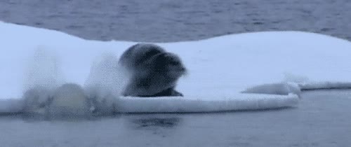 oso polar,foca