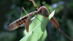 mantis,lengua