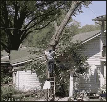 tronco,rama,hombre,fail,escalera,caída,árbol