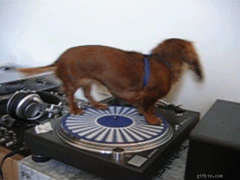 tocadiscos,perro