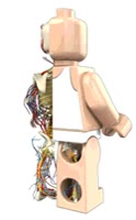 organos,lego,internos,anatomia