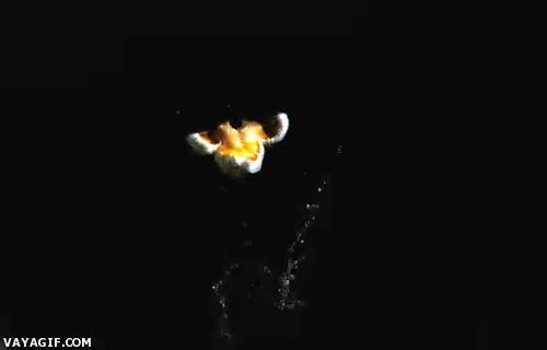 palomita,maíz,comida