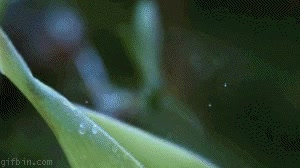 selva,mantis,lengua,comer,camaleon