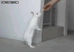 mascota,dos patas