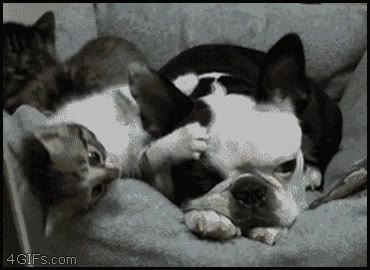 sofá,perro,paciente,oreja,gato,animal,4gifs