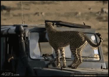 guepardo,cagar,coche,techo