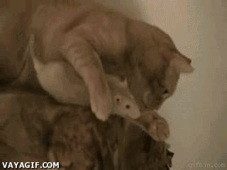 ratón,gato,amor