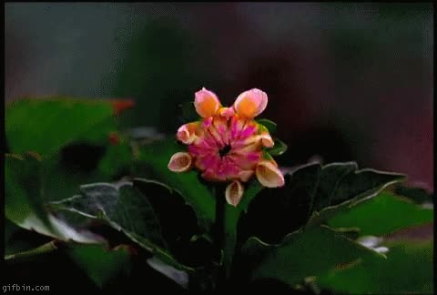 time-lapse,slow-motion,flor,abrir