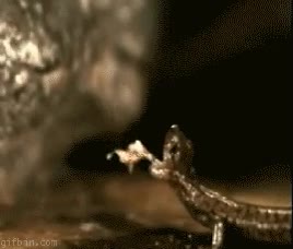 salamandra,mosca,lengua,atrapar