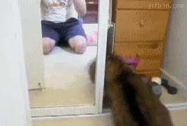 gato,furia,espejo