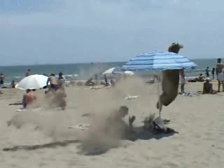 reme,playa,kangaroo,gaillard