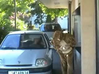 remi,mcdonalds,kangaroo,gaillard