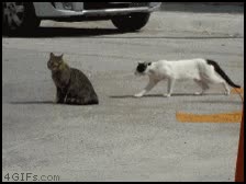 pelea,gatos