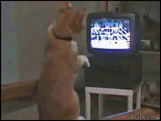 televisión,gato,funny,boxeo,4gifs