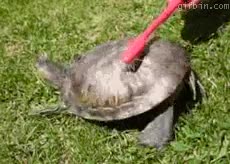 tortuga,funny,cepillo,baile,animales